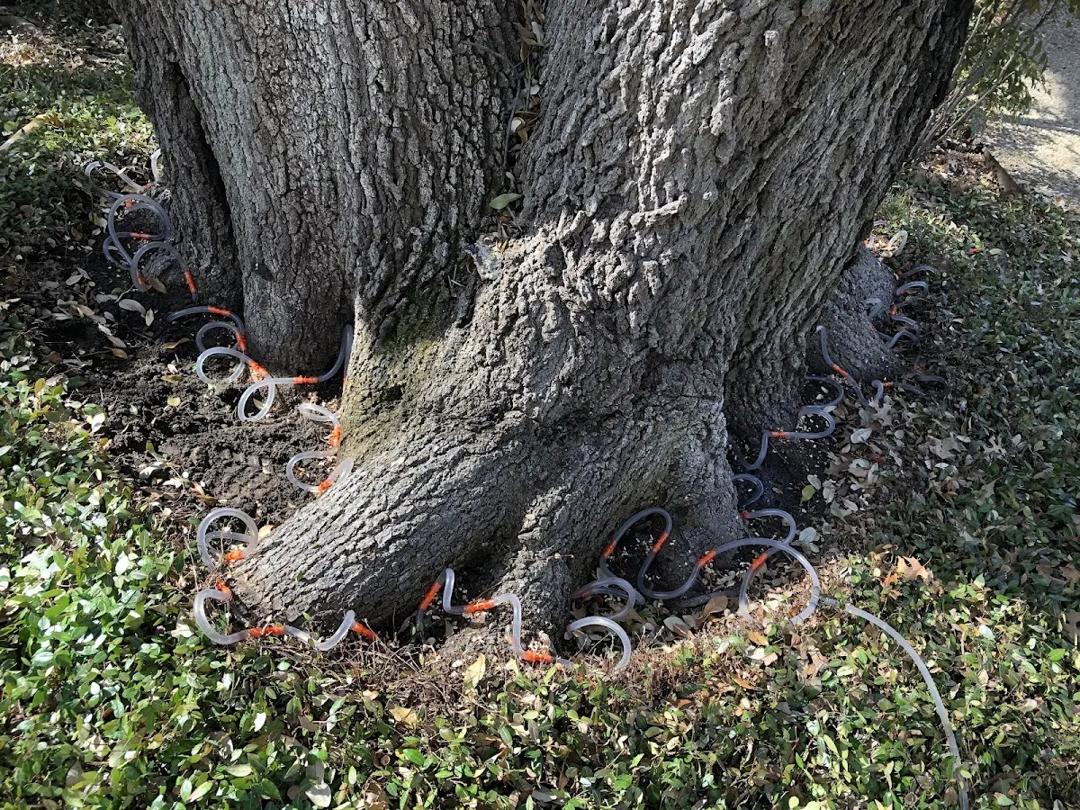 Detailed Tree Cabling and Bracing job site in New Kent