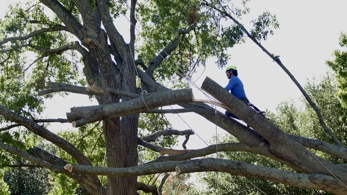 Professional Hazardous Tree Removal performed by certified arborists in New Kent
