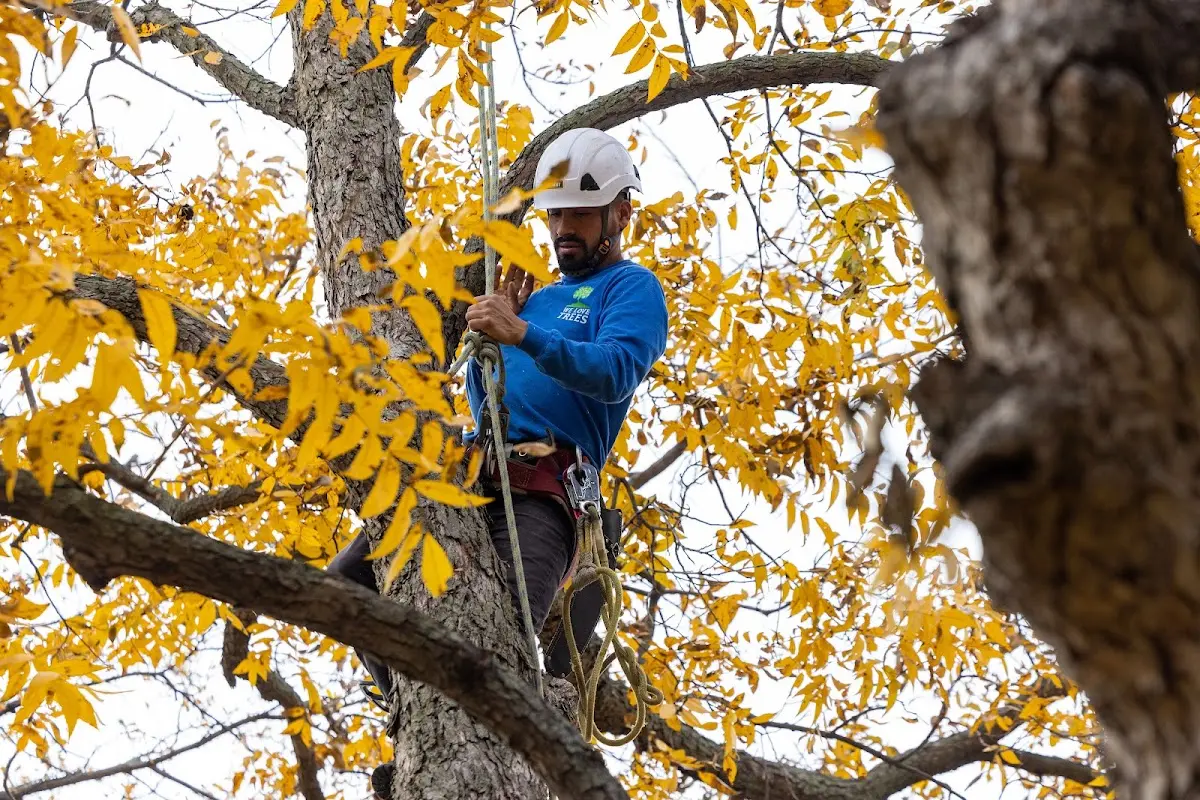 Skilled Tree Transplanting crew working in New Kent